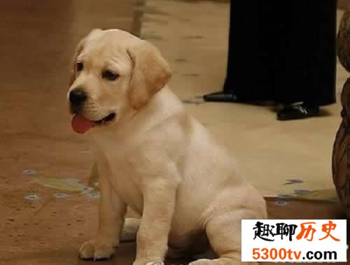 世界上最贵的10个动物，绿猴赛马价值1600万美元