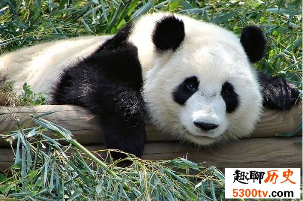 世界上最贵的十大“粪便”-熊猫粪便