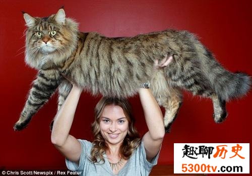 世界上最大的猫“温柔巨人” 还有一只吉尼斯纪录跟金毛狗一样大