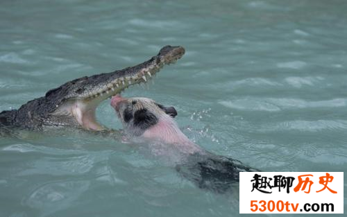 目前被人们发现的世界上最大的爬行动物湾鳄 长达六米多