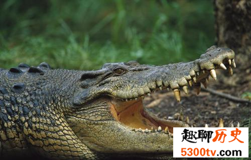 目前被人们发现的世界上最大的爬行动物湾鳄 长达六米多
