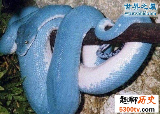 世界上最罕见最珍稀的蛇，蓝血蛇(售价高达300万)