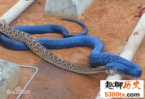 世界上最罕见最珍稀的蛇，蓝血蛇(售价高达300万)