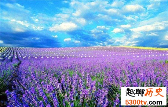 中国十大最美的薰衣草花田，这么美的薰衣草花海你见过吗？