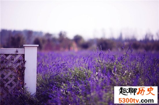 中国十大最美的薰衣草花田，这么美的薰衣草花海你见过吗？