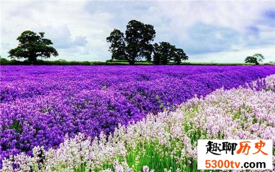 中国十大最美的薰衣草花田，这么美的薰衣草花海你见过吗？