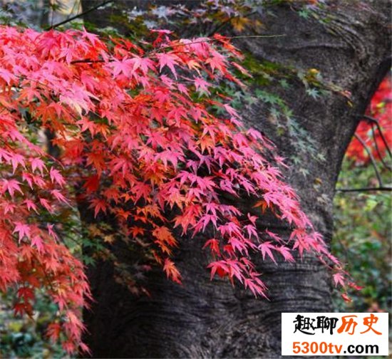 国内十大赏枫胜地，盘点中国枫叶最美的那些地方！
