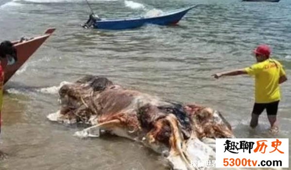 不明生物尸体被冲上马来西亚海滩 马来西