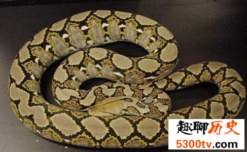 现存的世界最大蟒蛇 一口吃个鳄鱼！