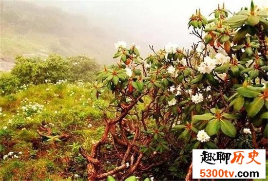 中国十大森林氧吧大盘点，中国空气质量最好的地方都在这！