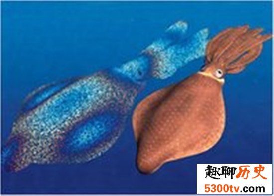 世界上最大的鱿鱼体重竟重达900多斤，竟然只能活一年
