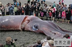 世界上最大的鱿鱼体重竟重达900多斤，竟然只能活一年