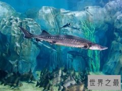 淫鱼到底是什么鱼，没想到淫鱼竟然这么独特！