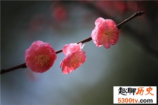 中国最美丽的十大梅园大盘点，寒风中的粉色美少女！
