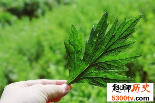 蛇怕什么，这些东西就是蛇的终极克星！