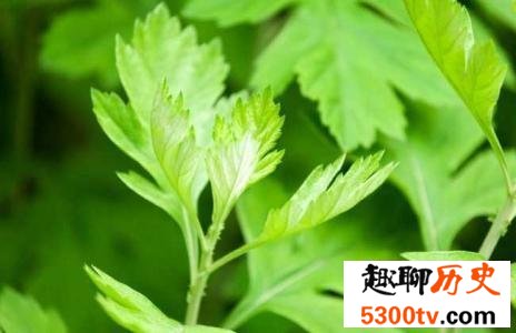 蛇怕什么，这些东西就是蛇的终极克星！