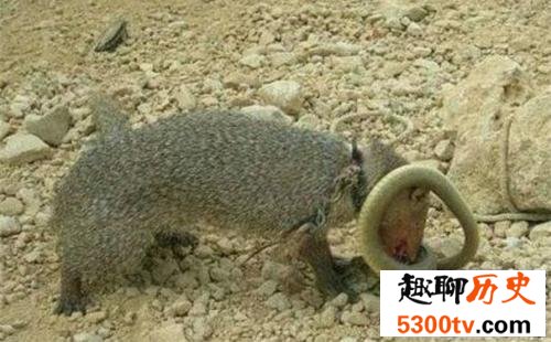 蛇怕什么，这些东西就是蛇的终极克星！