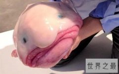 世界上最忧伤的鱼，直接丑到没朋友