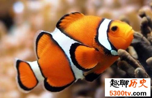 世界上最忧伤的鱼，直接丑到没朋友
