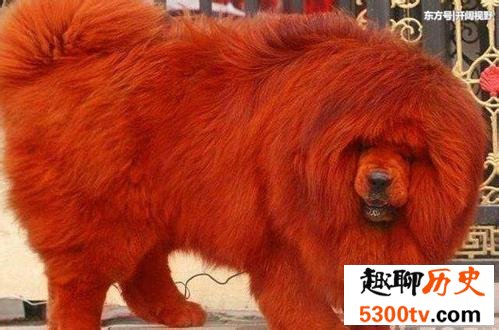 纯红藏獒成为富豪新宠，看家护院的不二选择