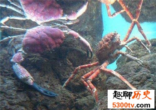 传说中的变异杀人蟹，实际上无法杀死人
