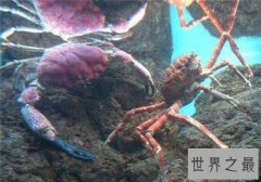 传说中的变异杀人蟹，实际上无法杀死人