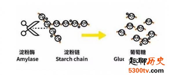 为什么烤的红薯更好吃 哪种红薯烤最好吃