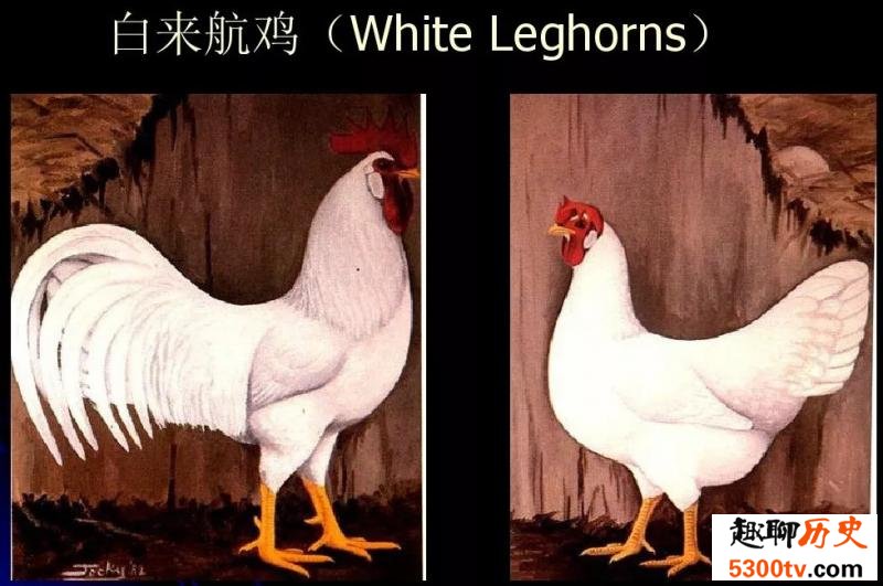 为什么会有棕色和蓝色的鸡蛋 它们的营养一样吗
