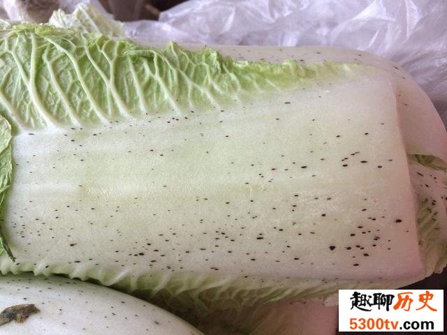 大白菜上面的黑点是什么