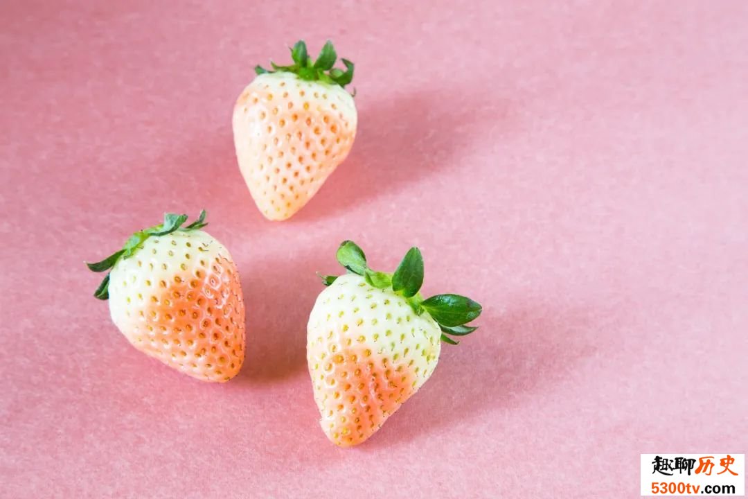 白色草莓是转基因水果吗