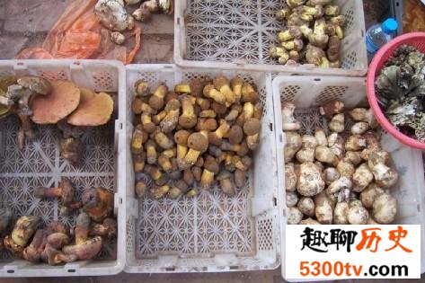 见手青到底能不能吃