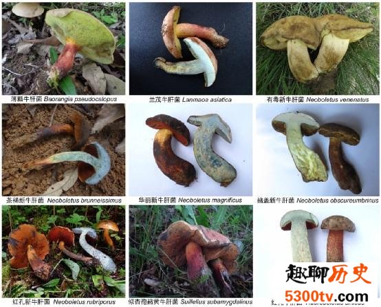 见手青到底能不能吃