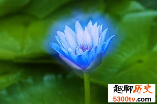 世界上最美的花，没有人可以抵挡住它们的魅力