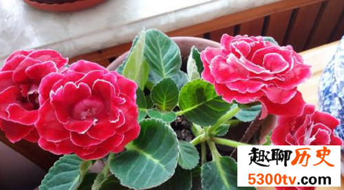 世界上最美的花，没有人可以抵挡住它们的魅力