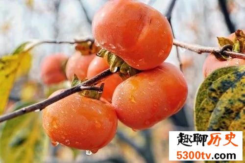 柿子为什么有的甜有的涩