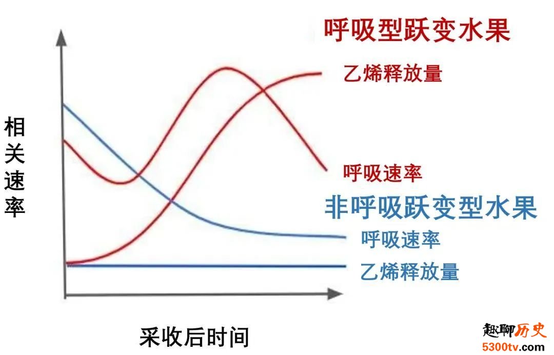 水果放放会变得更甜吗