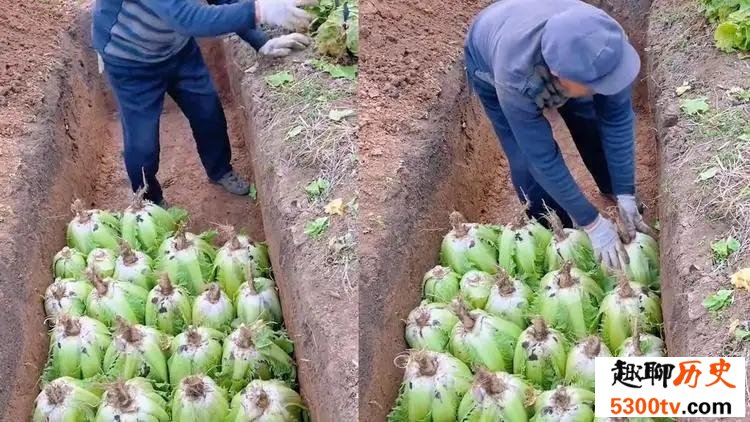 大白菜为什么可以埋进土坑里