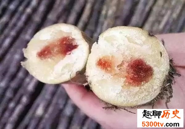 “清明蔗 毒过蛇”的说法是真的吗