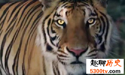 最大的猫科动物巨虎 史上无敌大