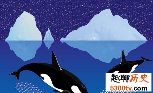 鲸图片大全 让你欣赏各种各样的鲸鱼图片