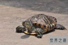世界上最大的乌龟巴西龟 可是巴西龟能长多大呢