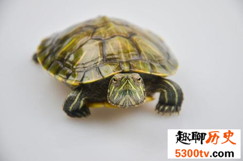 世界上最大的乌龟巴西龟 可是巴西龟能长多大呢