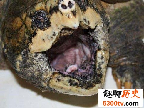大鳄龟，世界上最大的水龟，咬合力惊人，极度危险