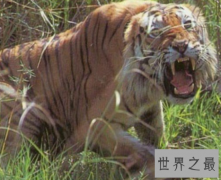 一起来看查吉尔 一只永不后退的老虎