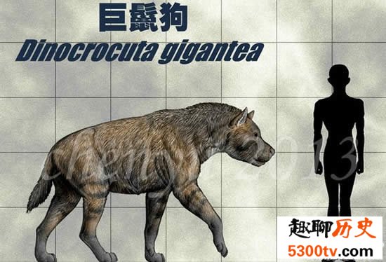 世界史上最庞大的狗，巨鬣狗(长2.5米/重600斤)