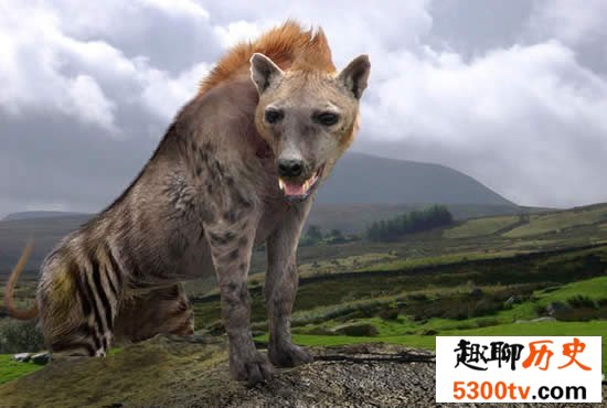 世界史上最庞大的狗，巨鬣狗(长2.5米/重600斤)