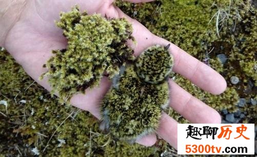 金斑鸻幼鸟像苔藓一样融入周围环境