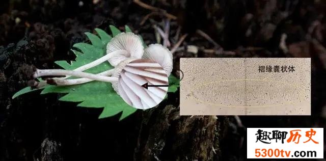 受伤会流“血”的蘑菇
