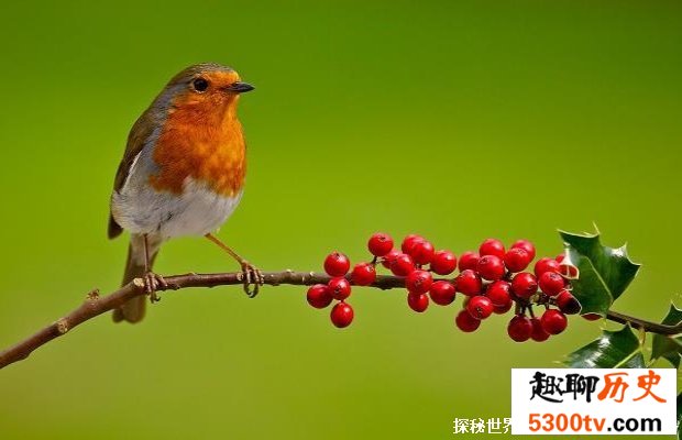 知更鸟