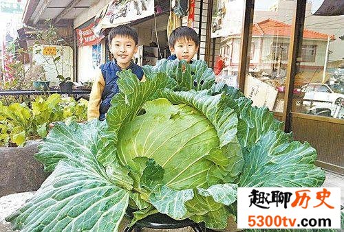 世界上最大的卷心菜